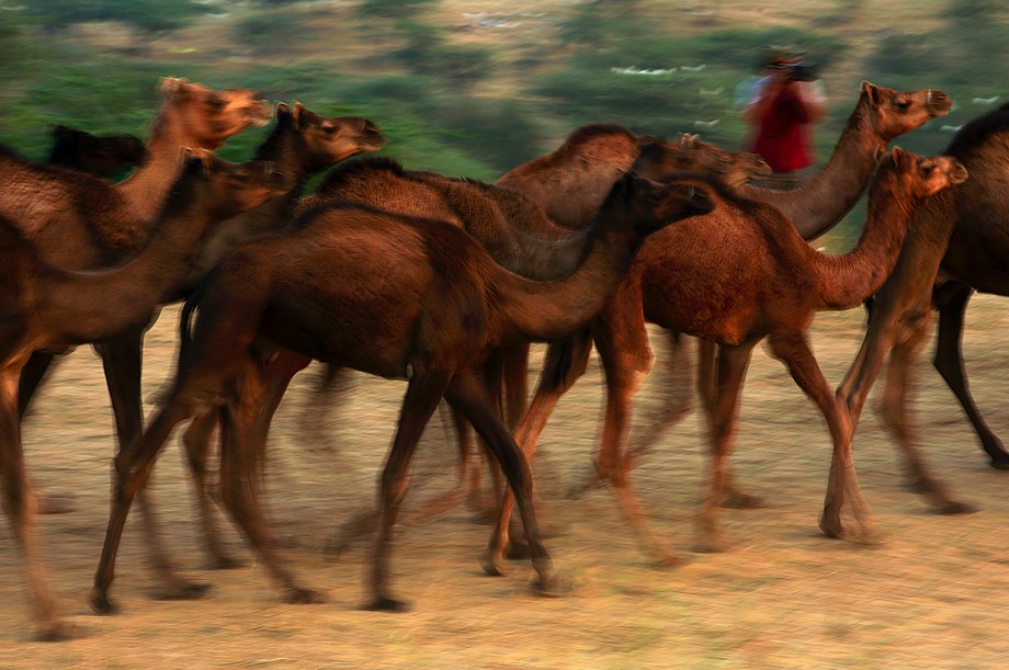 Wielbłądy wracające do domu (Pushkar Camel Fair)